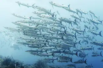 Battery of barracuda taken in Tubbataha