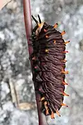 Larva