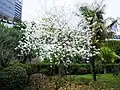 Bauhinia variegata var. candida in bloom