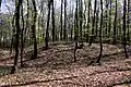 Burial mound from the 7th century BC