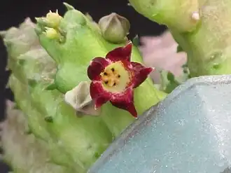 Baynesia lophophora