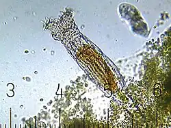 Lateral view of a bdelloid.