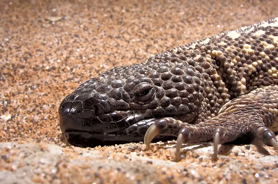 Image 13 Mexican beaded lizard More selected pictures