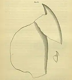 #26 (≤1873), Upper beak extracted from a sperm whale stomach, from Packard (1873:93, fig. 10). A. E. Verrill considered the illustration inaccurate and published his own version. The much smaller beak (drawn to scale), possibly from the same whale, may belong to Gonatus fabricii, as suggested by Steenstrup.