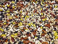 Phaseolus vulgaris and other Phaseolus species were cultivated.