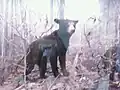 Bear exhibit