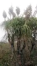 In flower, Llera de Canales, Tamaulipas