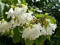 Flowers are usually pendant
