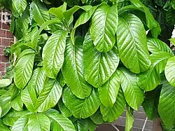 Leaves