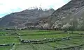 View of a mountain, apricot tree and green fields in Hassanabad Chorbat