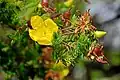 Wild flower