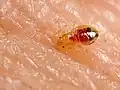 Nymph feeding on host