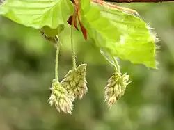 F. sylvatica flowers