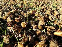 Beechnuts in autumn