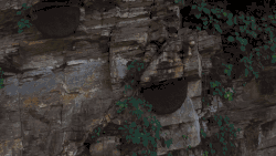Clip showing large semicircular masses of bees on a cliff face; a shadow quickly passes over one in a wavefront propagating from its lower end