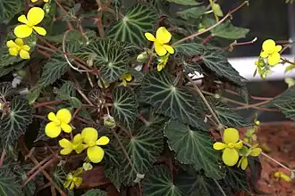 Begonia pearcei