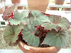 Looking down at the foliage of a potted Begonia Midnight Magic. The leaves are asymmetrical, ovate, and serrated. The leaves are deep grey-green with a red spot in the very center, and bright red undersides.