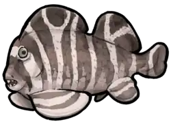 The petalodontiform Belantsea montana