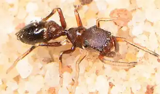 female B. meridionalis