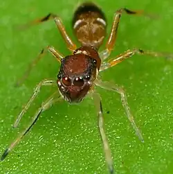 female juvenile B. pulchra