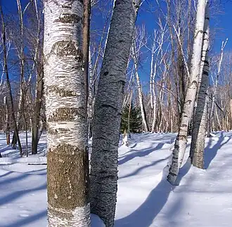 A winter scene in Marion Brooks Natural Area