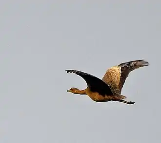 Female Manas National Park, Assam, India