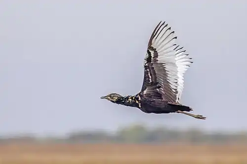 Male H.b. blandini Tonlé Sap, Cambodia