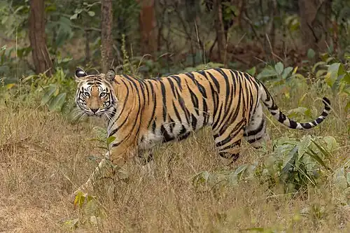 India has the majority of the world's wild tigers, approximately 3,170 in 2022.[217]
