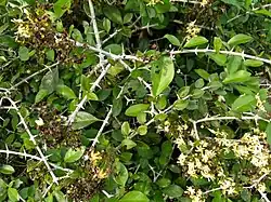 Plant