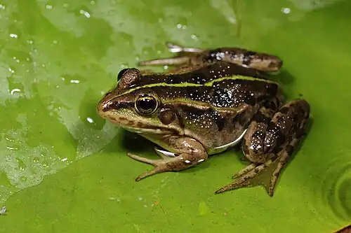 Image 5 Albanian water frog Photograph: Benny Trapp The Albanian water frog (Pelophylax shqipericus) is a species of true frog in the family Ranidae. It is native to Albania and Montenegro, where it lives in aquatic environments. The frogs are medium-sized. Males sometimes bear a distinctive bright green stripe down the length of the backbone, but otherwise are green to light brown in overall colouring with large black or dark brown spots. Females are olive green or light brown in colour and also bear brown or black large spots. The species is endangered and known populations are currently in decline. More selected pictures