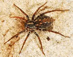 female B. ocellata