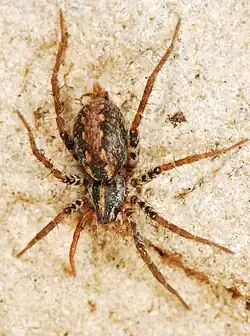 female