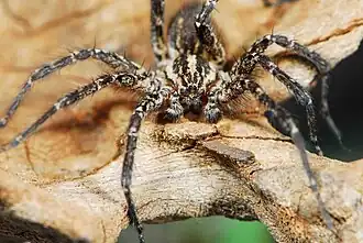 male
