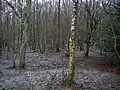 A view in the wood with birch and holly on the well-preserved rigs and furrows