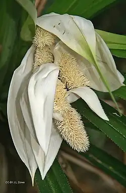Flowers of B.&nbsp;monticola