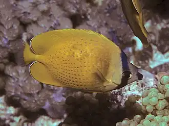 Sunburst butterflyfish (Chaetodon kleinii)