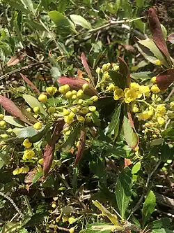 Some thorny leaves and yellow flowrs
