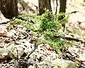 Naturalized Berberis thunbergii in Penwood State Park in Connecticut