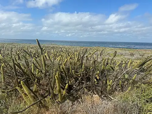 Plants growing on San Clemente Island