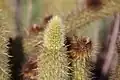 A growing stem