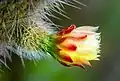 A budding flower