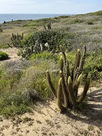 Plants growing in maritime scrub in San Diego, California