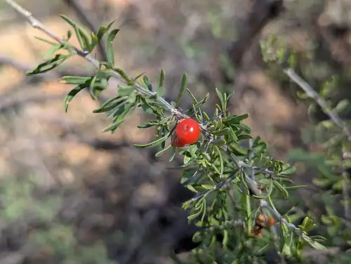 fruit