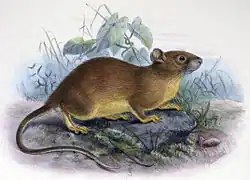 Drawing of brown rat