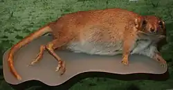 Brown bettong