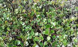 Betula nana (dwarf birch) Taymyr lowlands 48,000–25,000 YBP
