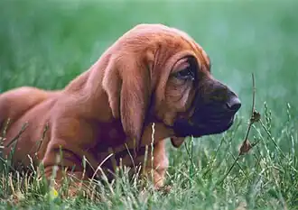 Image 21Bloodhound puppy (from Puppy)