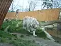White tiger