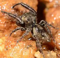 male B. albobimaculatus