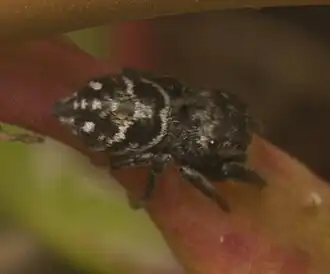 B. maculatus